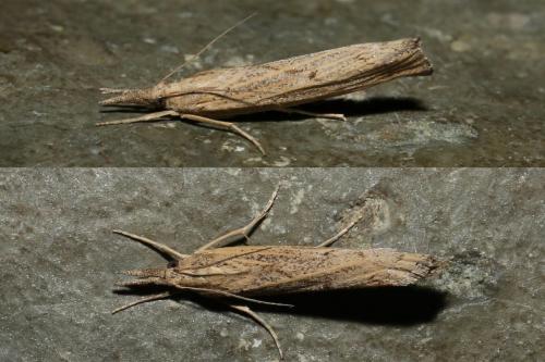 Pediasia contaminella